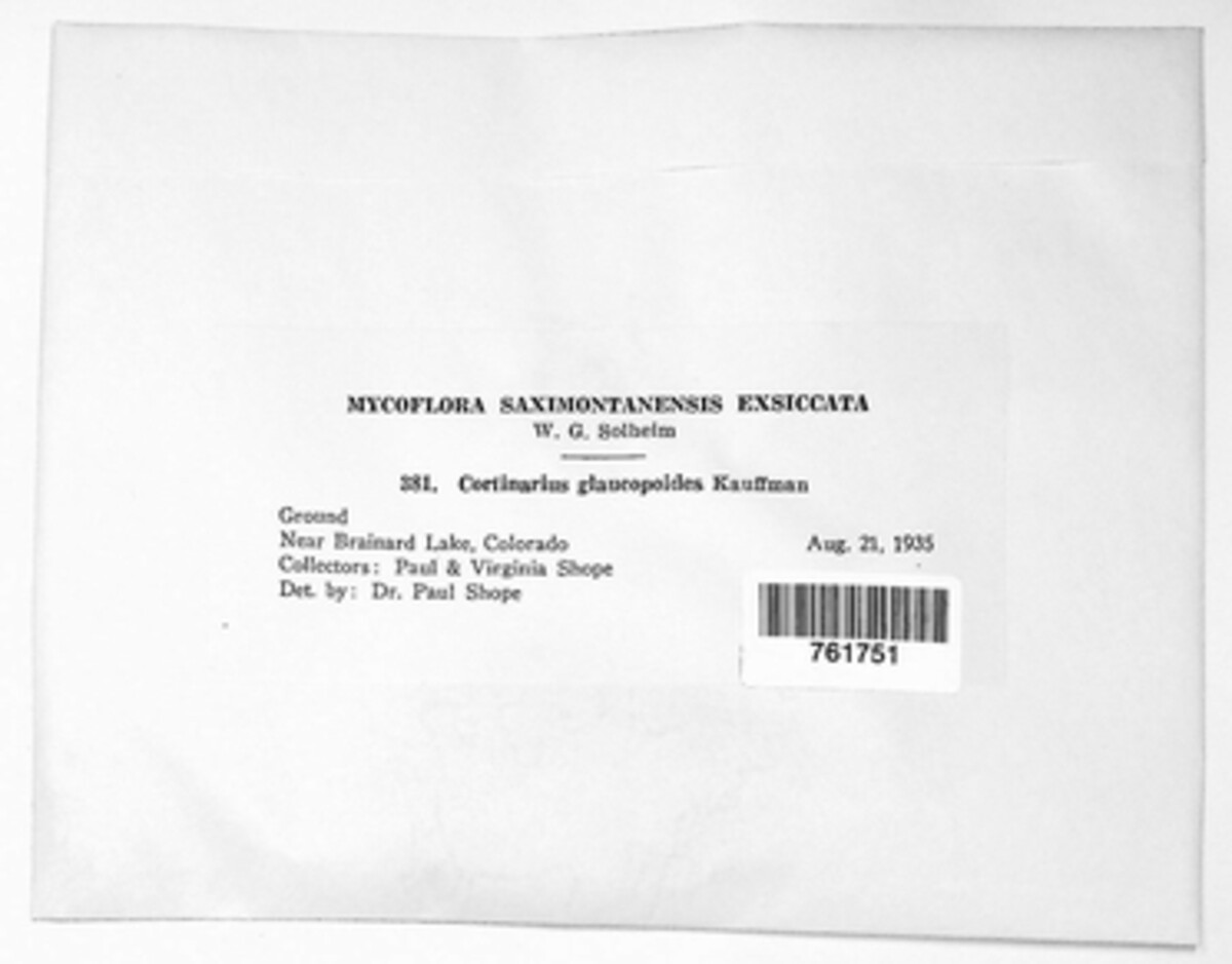 Phlegmacium glaucopoides image